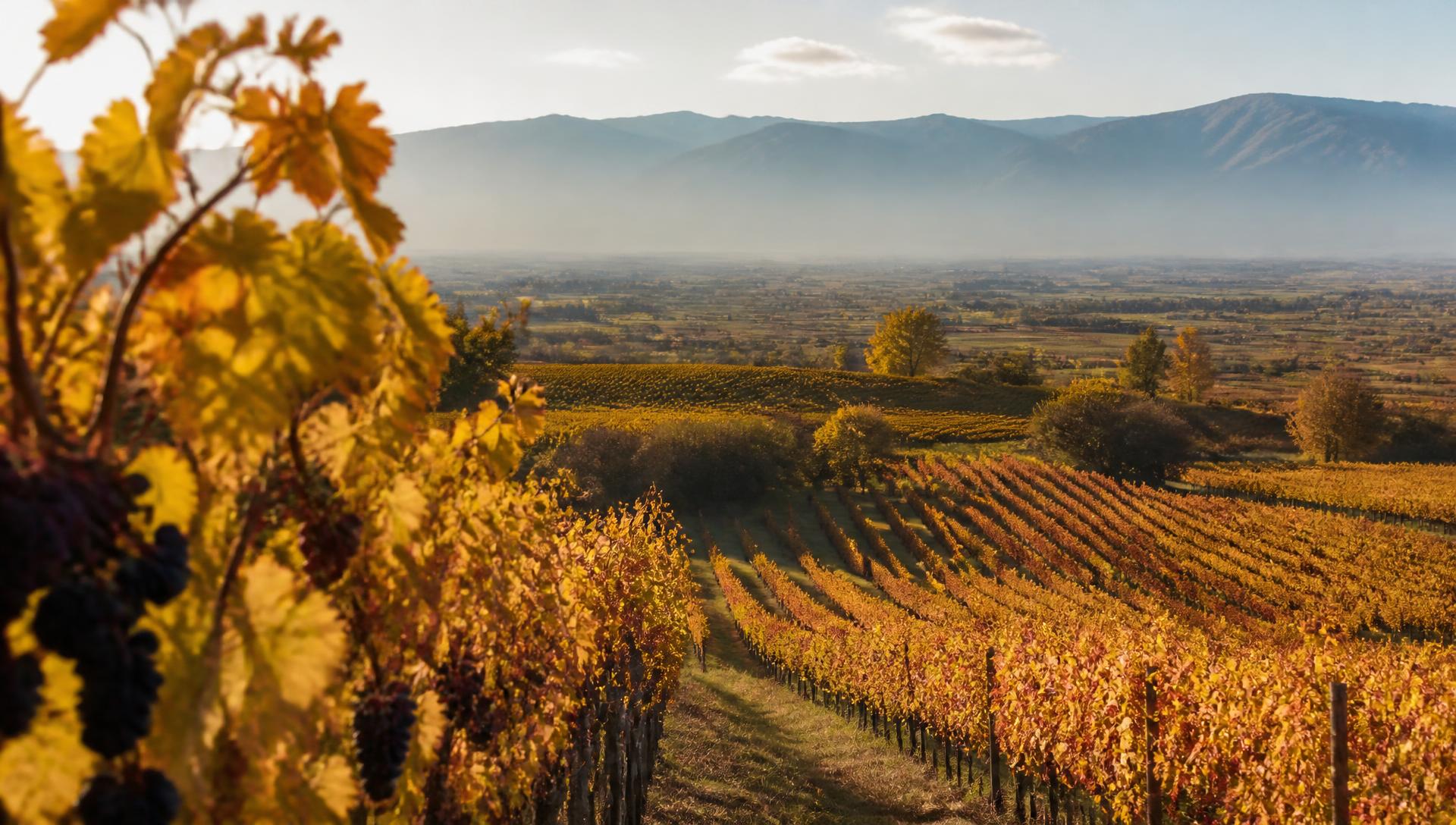 Golden autumn vineyards in Kakheti