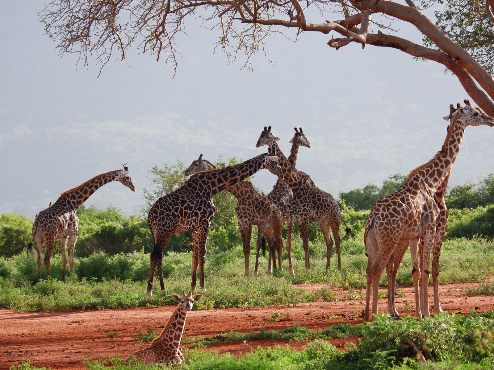 Giraffe Centre, Kenya
