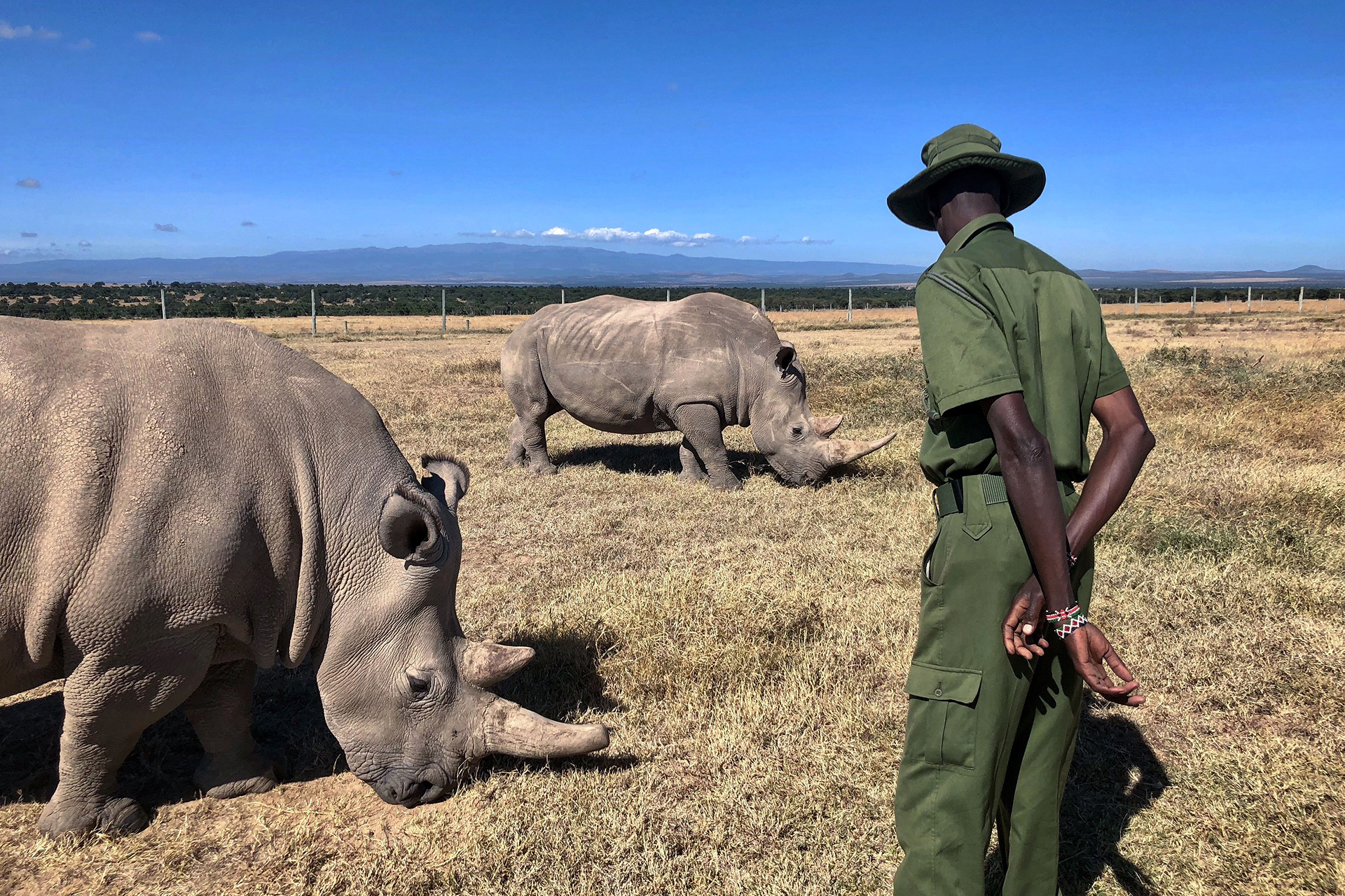 Ol Pejeta, Kenya