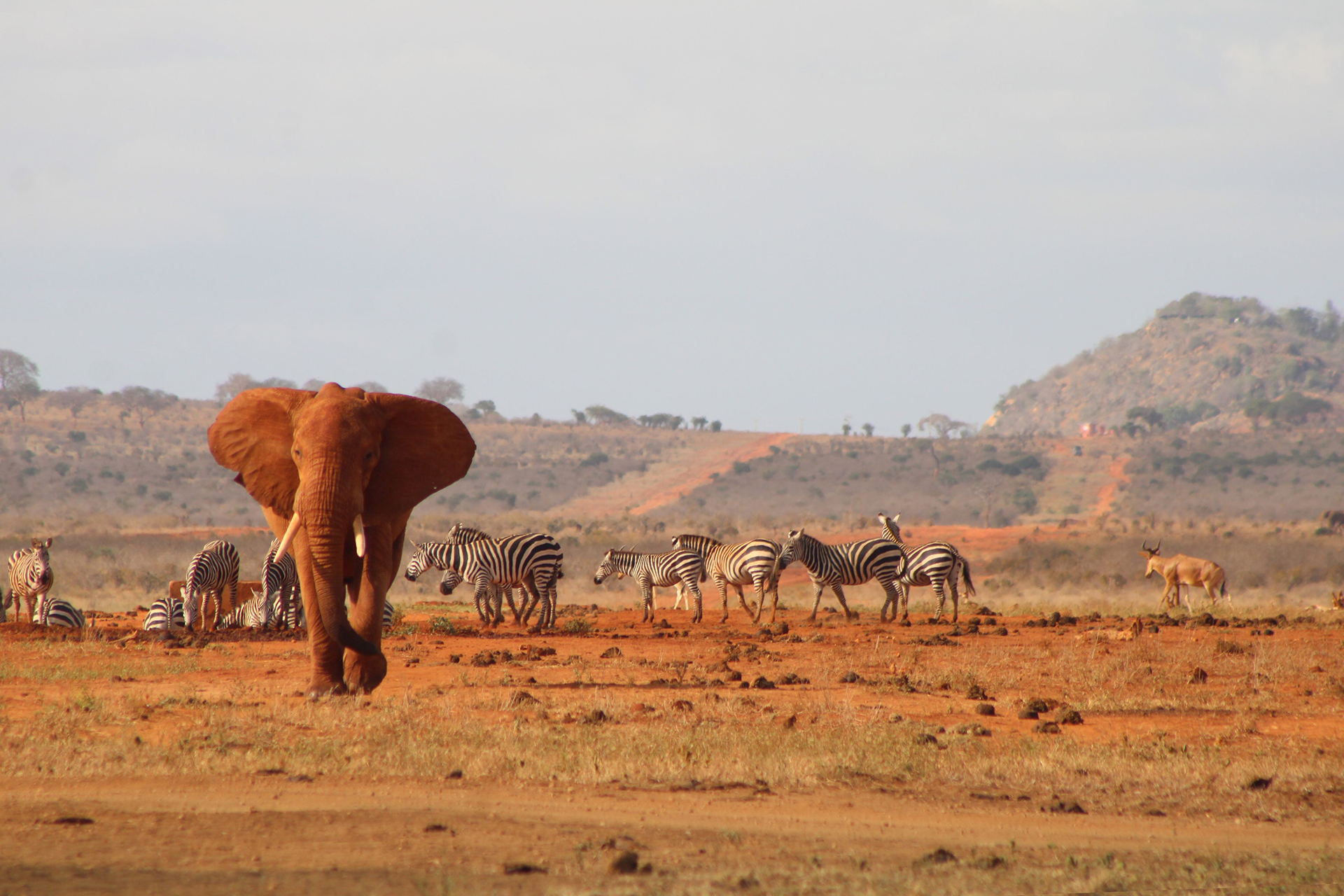 Tsavo, Kenya