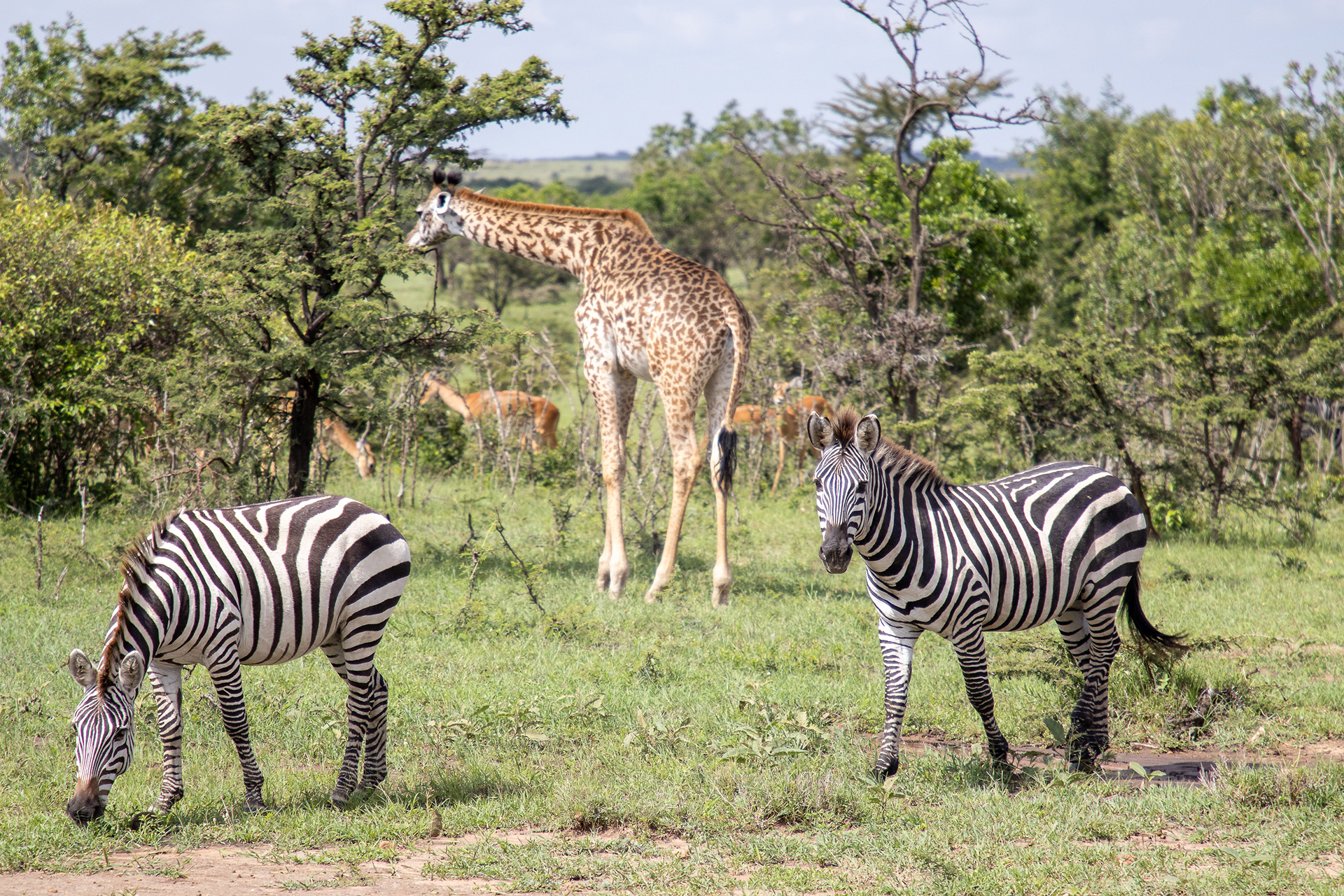 Maasai Mara, Kenya