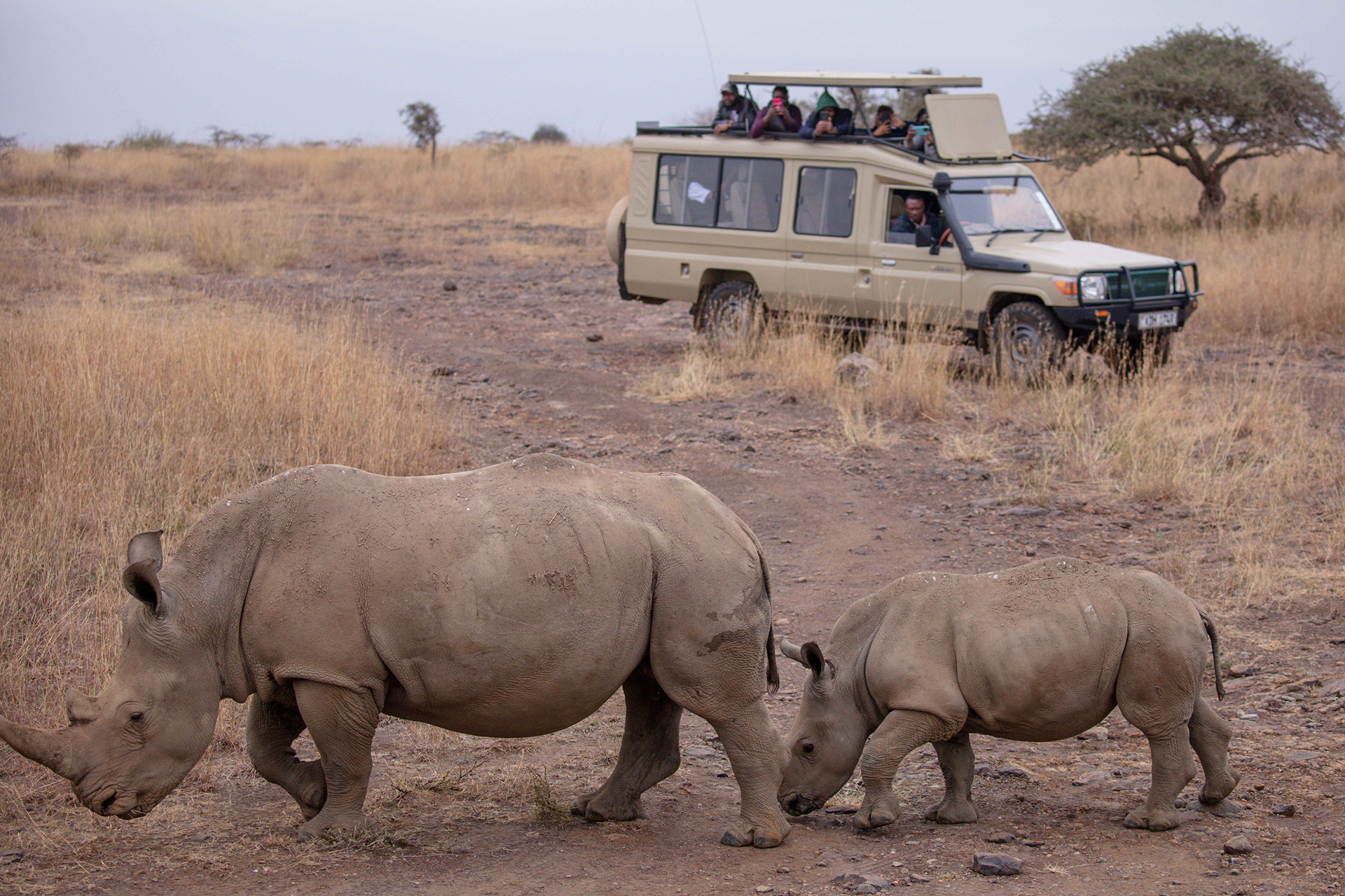 Local Team, Kenya