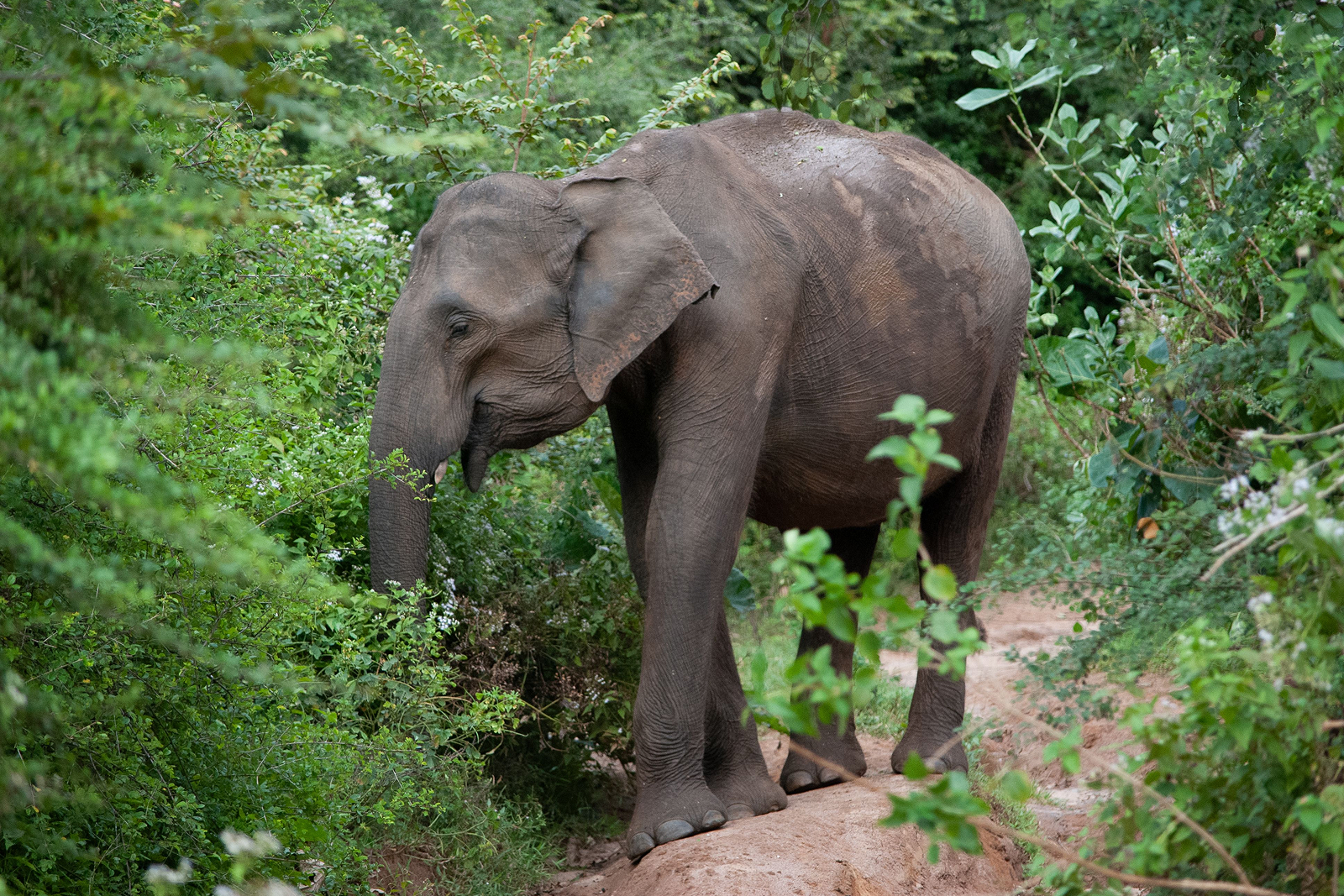 Wildlife Safari, Sri Lanka