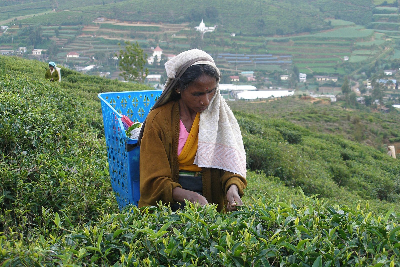 Ceylon Tea Experience, Sri Lanka