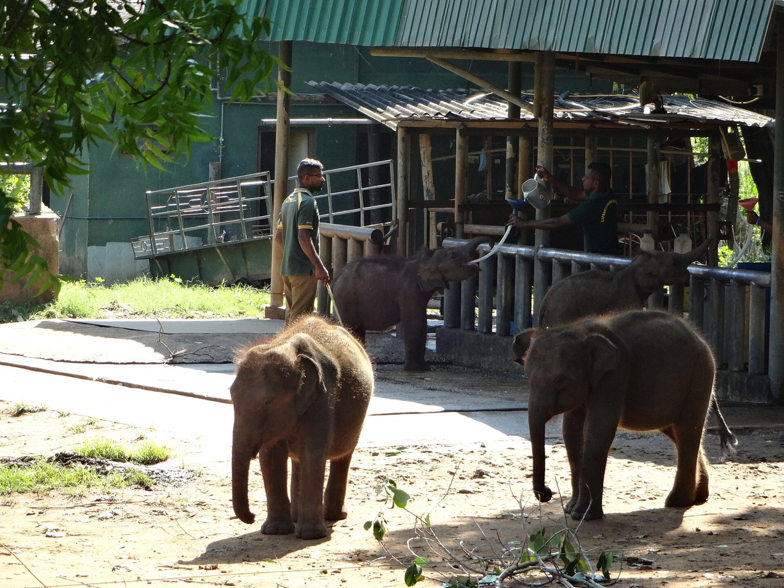 Udawalawe, Sri Lanka