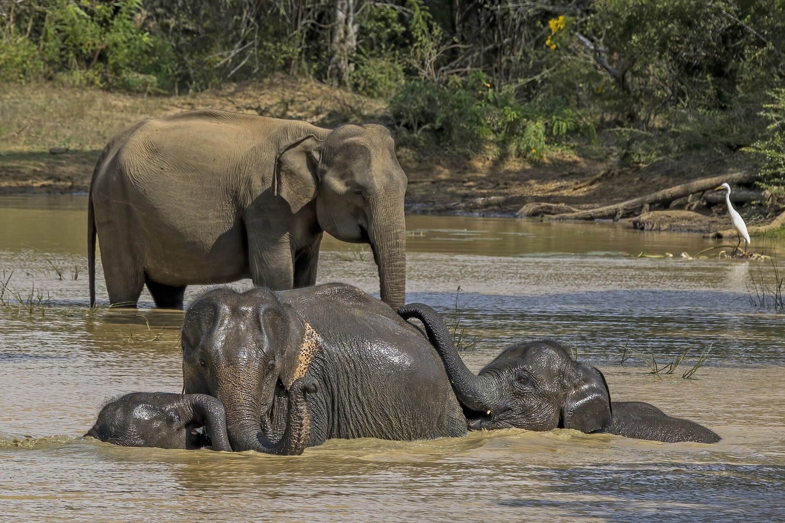 YALA, Sri Lanka