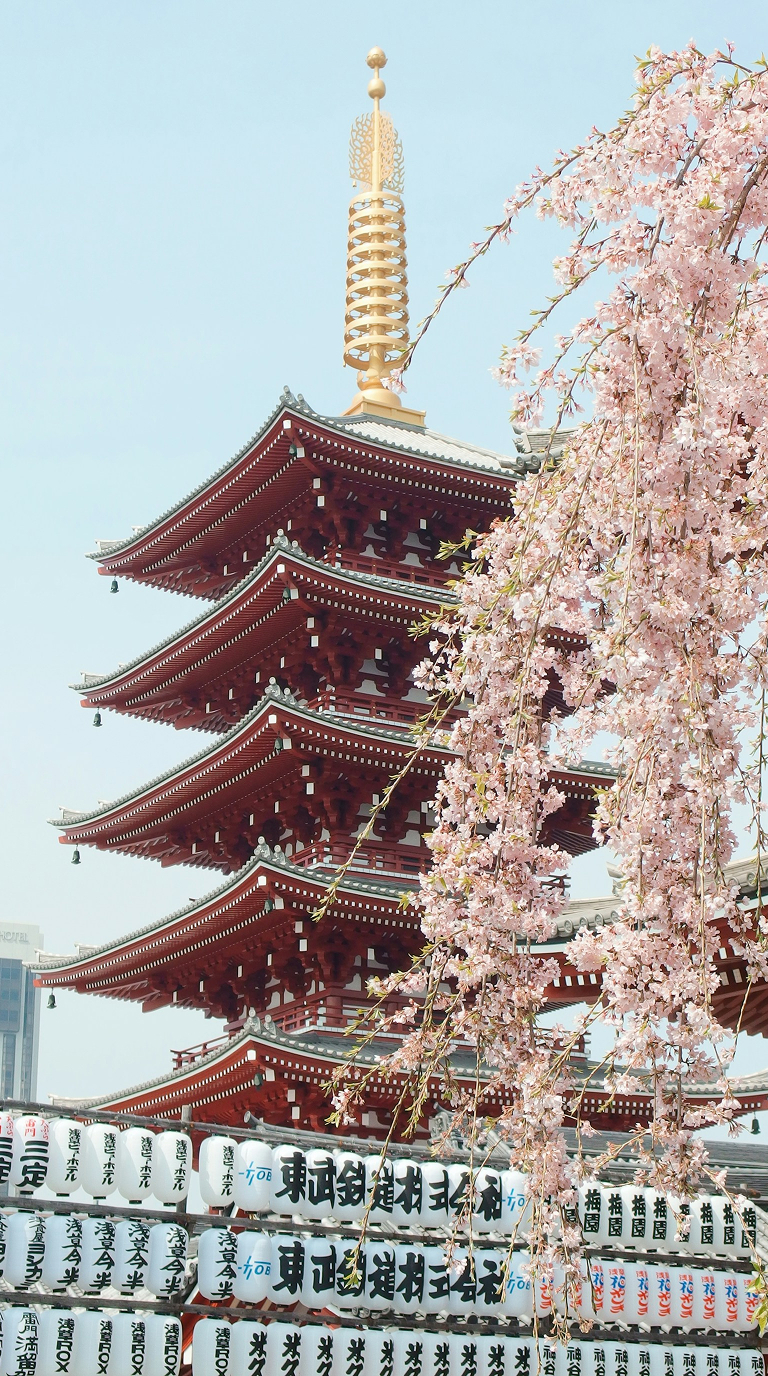 Japanese pagoda framed by cherry blossoms