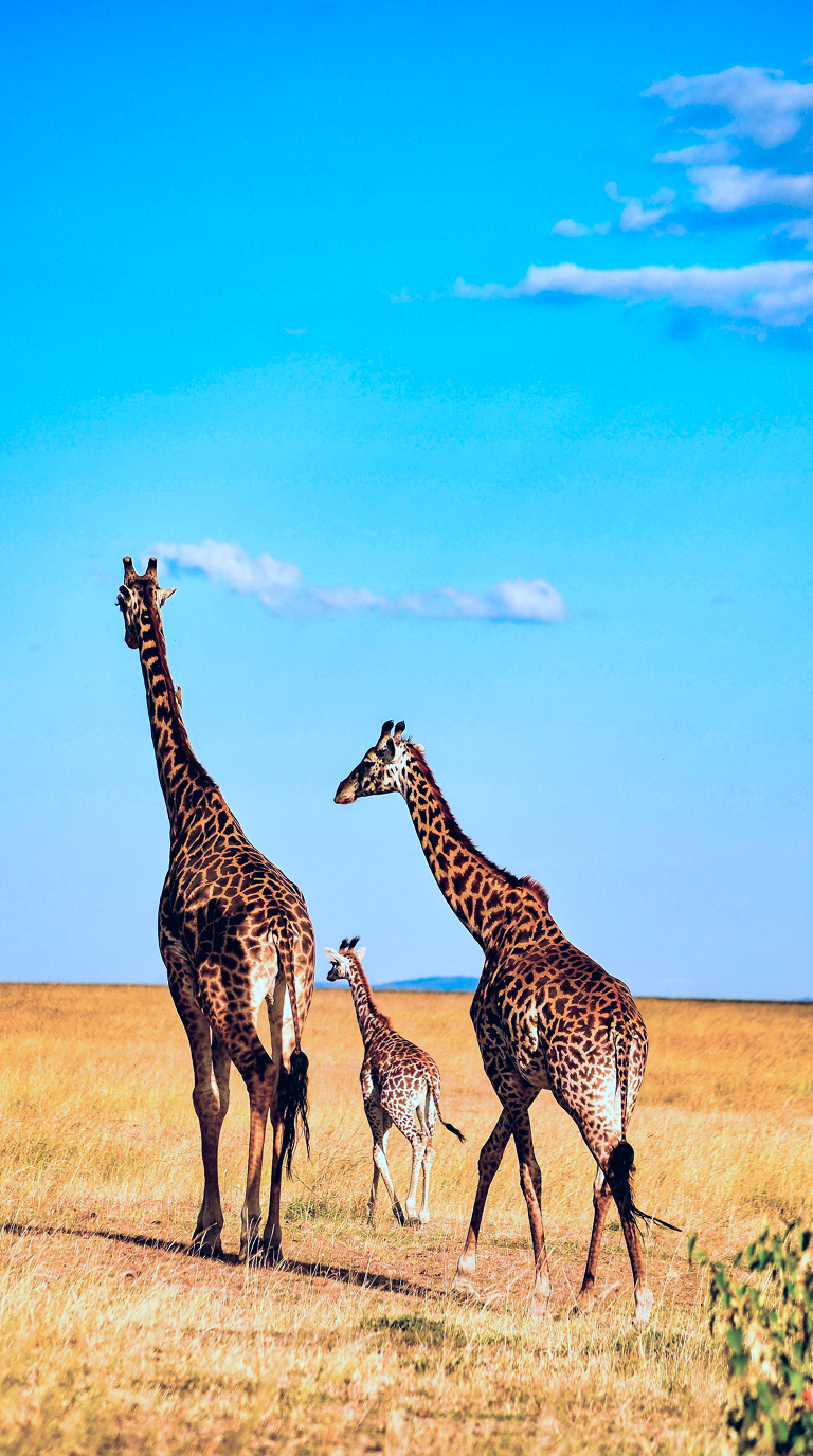 Giraffes on the Kenyan savannah